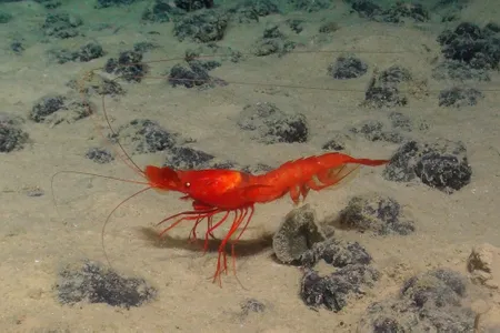 A large prawn walks over a field of mineral-rich nodules in the Clarion-Clipperton Zone (CCZ).