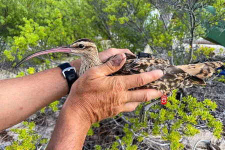 Researchers with the Kivi Kuaka project are tagging a variety of Pacific birds, hoping they will reveal differences in their capacity to detect and respond to dangerous storms and tsunamis.