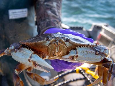 To better understand how hypoxia&mdash;dangerously low oxygen levels&mdash;affects crabs, researchers and fishers are working together to find a way to adjust to changing conditions in the northeast Pacific Ocean.