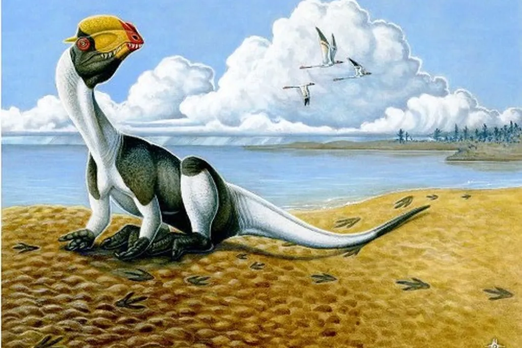 20110520083120dilophosaurus-dinosaur-track-utah.jpg