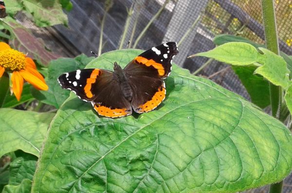 A Monarch Butterfly at Humboldt Botanical Garden thumbnail