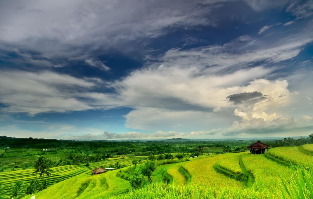 Rice Fields in Bali. Credit: Agung Bawano Aji