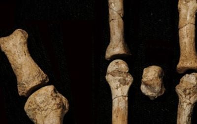 The eight bones of the new fossil foot discovered in Ethiopia. 