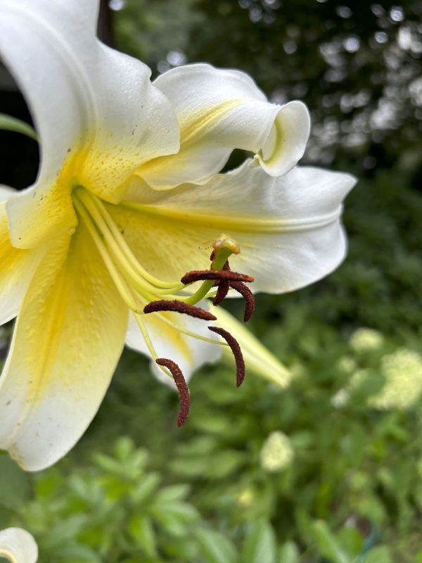 Details of a hybrid lily in bloom thumbnail