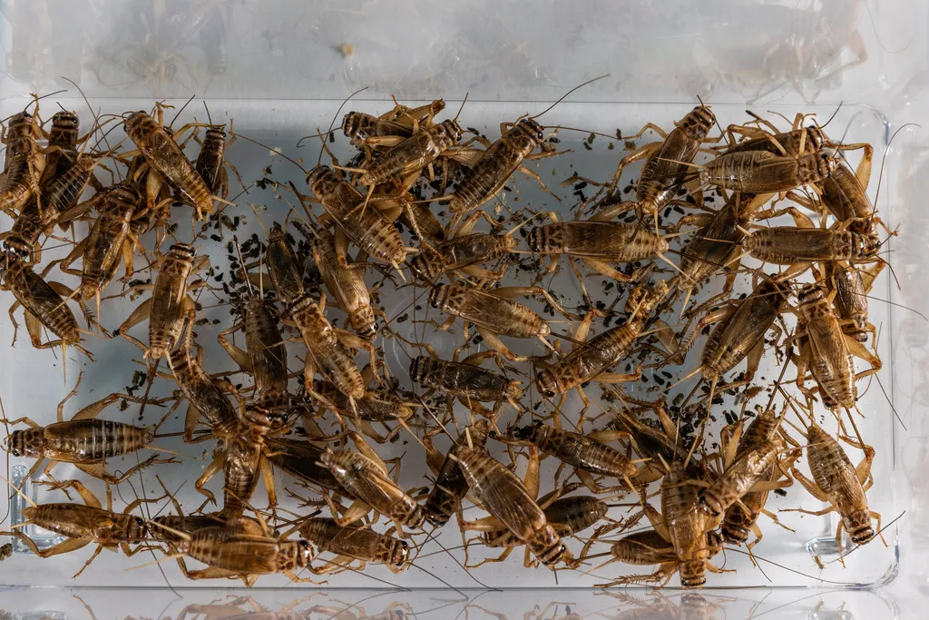 Closeup of dozens of brown crickets crawling in a clear plastic container.