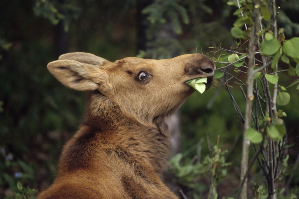 moose