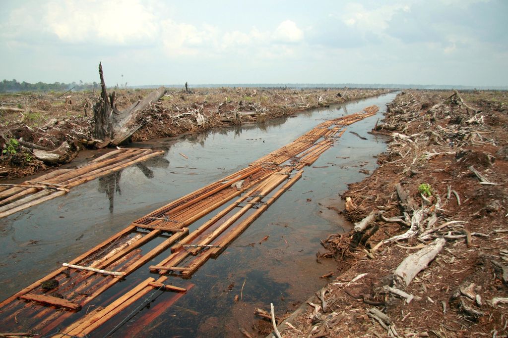 A photo of a demolished peat forest in Indonesia. There aren't any trees or shrubs left, only branches piled on top of each other. A river runs through the photo with pieces of sawnwood floating on it. The deforested area stretches to the horizon, where i