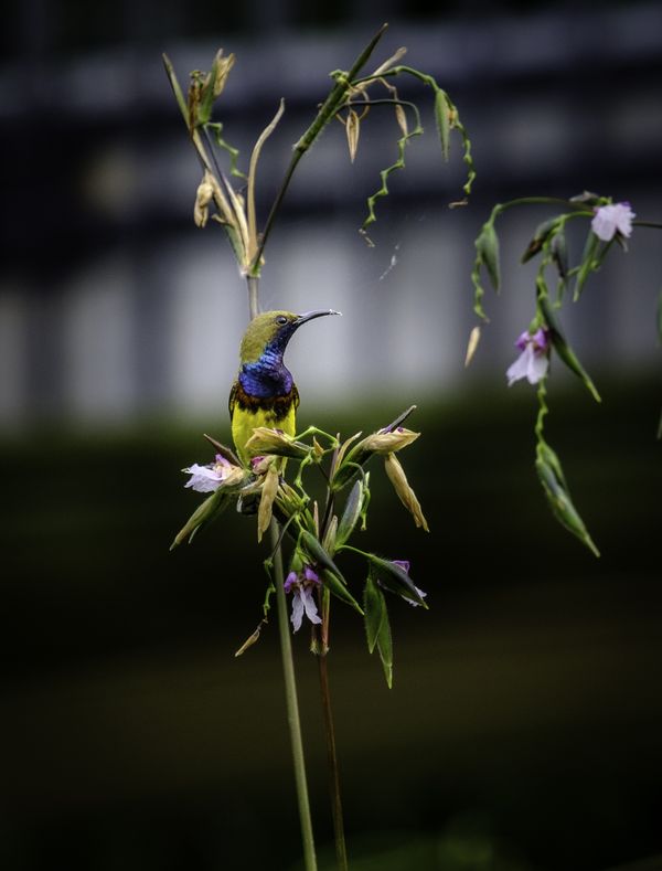 Olive-backed Sunbird with its beak covered in pollen sitting on a flower stem thumbnail