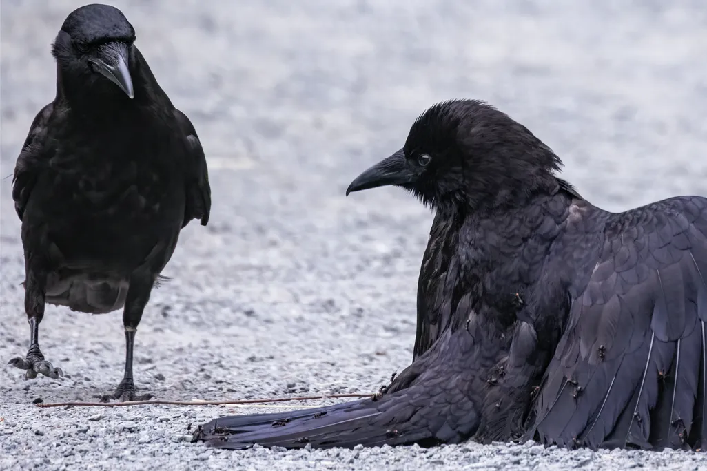 One crow looks on from the left side of the image as another crow squats to the ground, wings outstretched like a cloak as dozens of ants climb its feathers