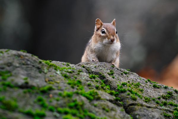 Common Chipmunk thumbnail