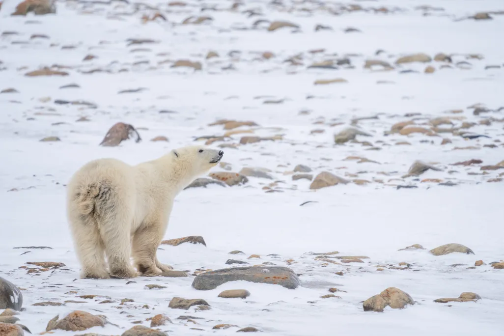 A polar bear sniffs the air while standing on snow and rocks