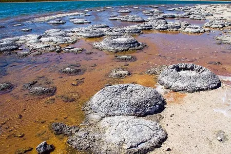 Stromatolites at Lake Thetis, Western Australia