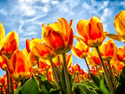 Tulips so bright they rival the sun stand tall, seemingly reaching for a beautiful blue sky.