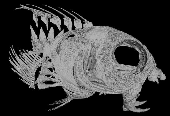 Blenny Skull