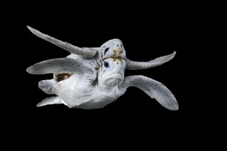 This rare leucistic green sea turtle was discovered among nests, supported by local conservation efforts, in Papua New Guinea&rsquo;s Conflict Islands.