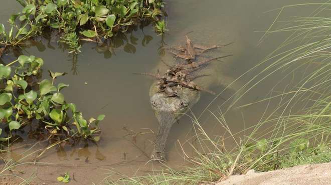 Hatchlings on Mama