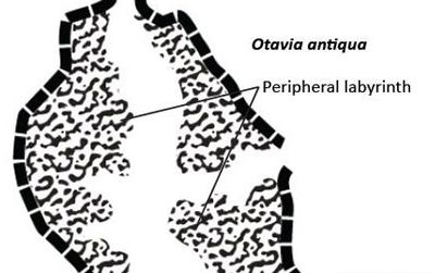 Otavia is globular or ovoid in shape.