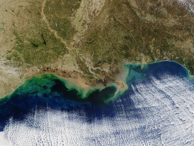 An image from NASA of algae blooms along the Gulf coast, seen here in teal. This image was taken by MODIS at an unspecified date. 