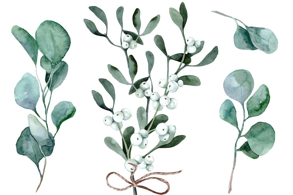 mistletoe