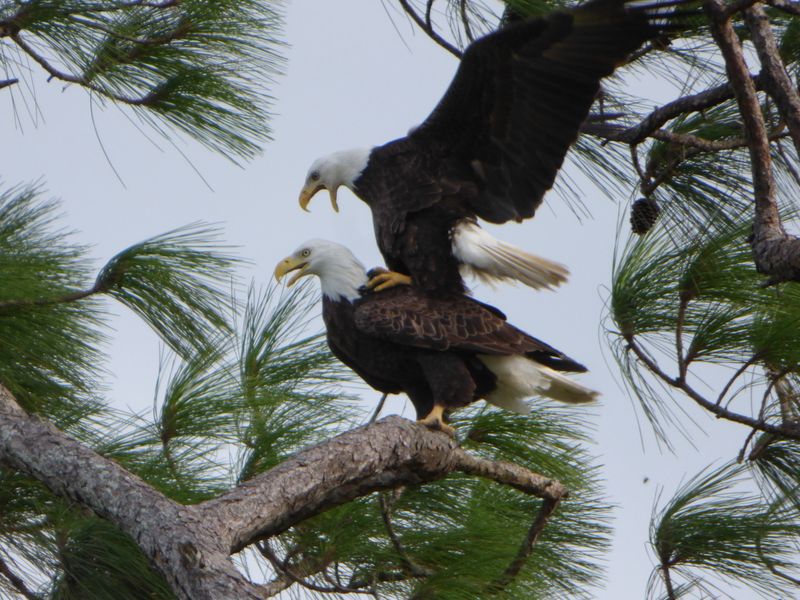 Bald Eagles Mating Smithsonian Photo Contest Smithson vrogue.co