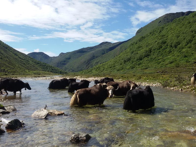 Highland Animal(Yak) | Smithsonian Photo Contest | Smithsonian Magazine