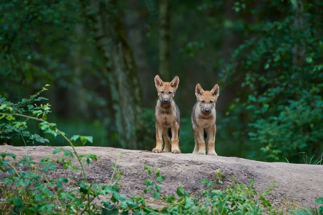 European Gray Wolf Pups