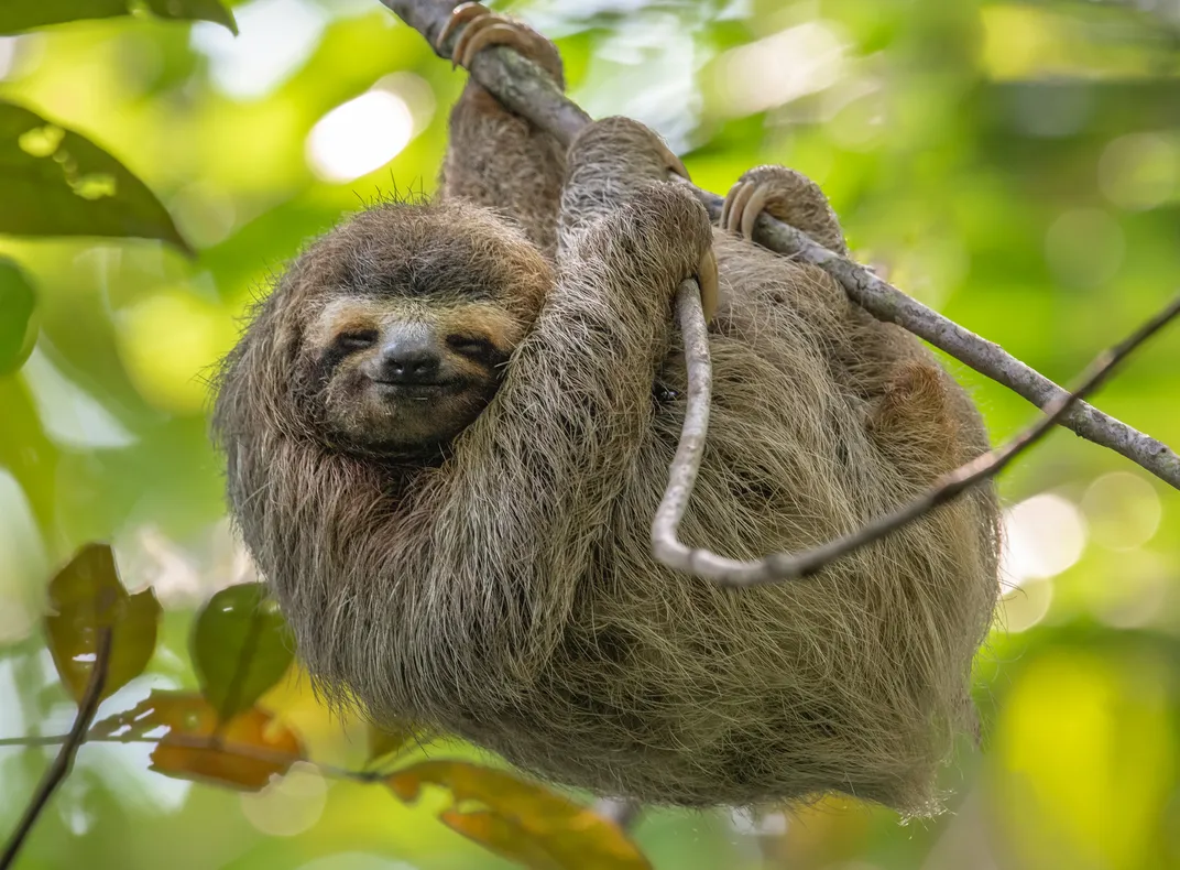 Sloth in the trees