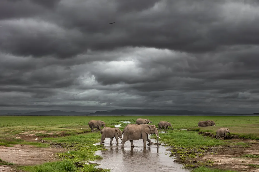 15 - An active rainy season replenishes Amboseli National Park, bringing fresh water and vegetation for elephants and other animals.