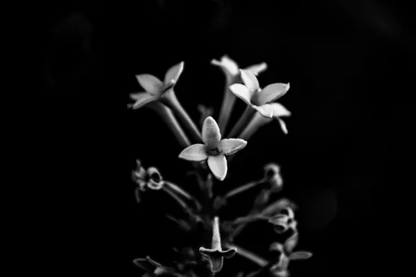 Dramatic Lilacs thumbnail