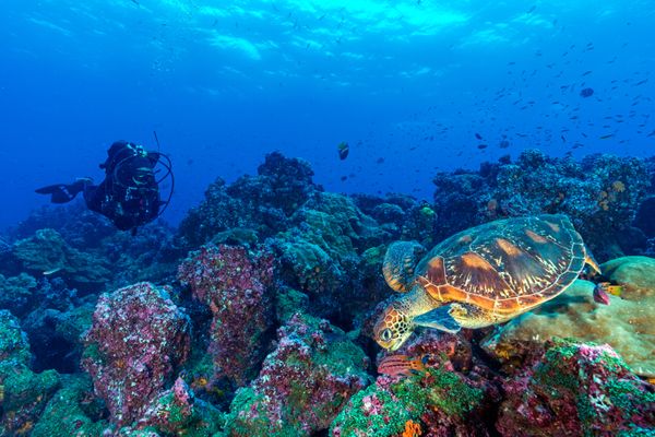 Galapagos reef and turtle thumbnail