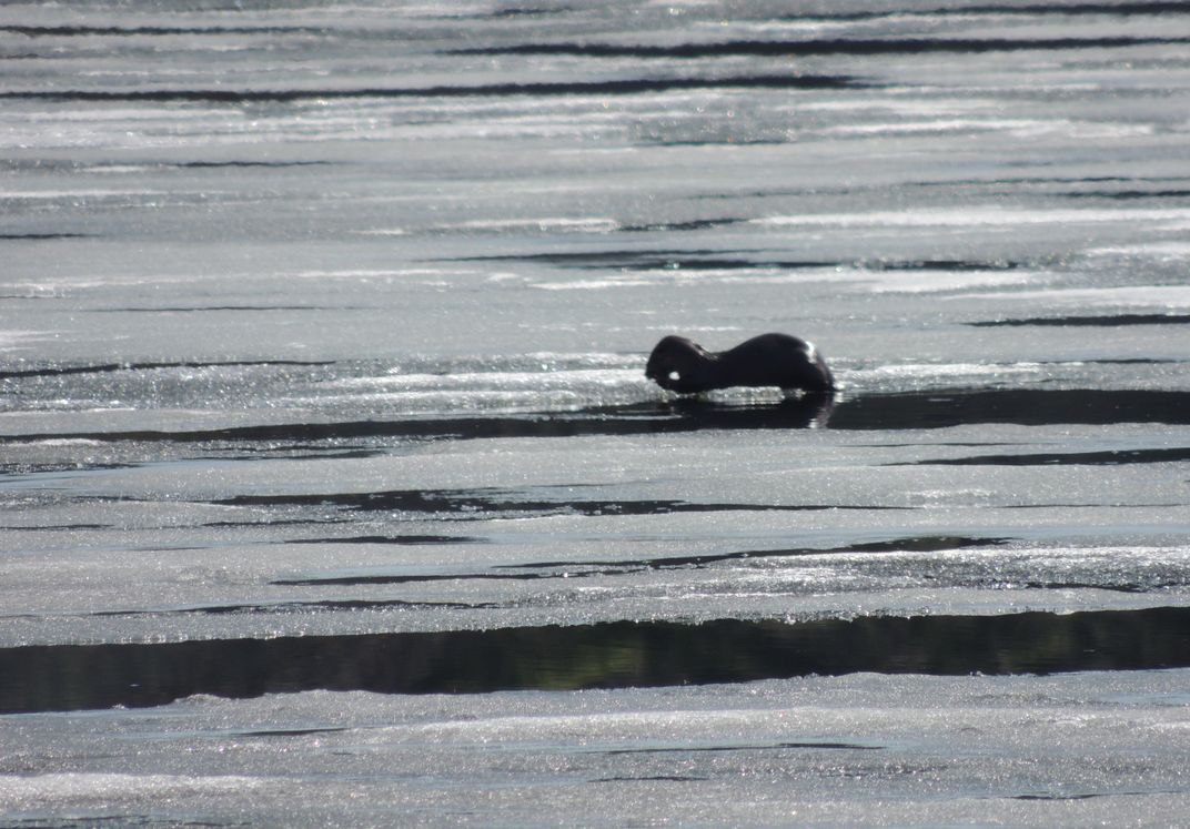 Otter fishing on ice Smithsonian Photo Contest Smithsonian Magazine