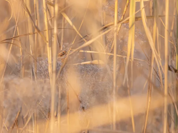 A Pallas Bunting is eating reed seeds thumbnail