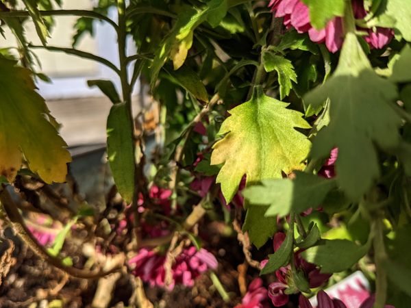 Leaves and Flowers Against the  Afternoon Sky thumbnail