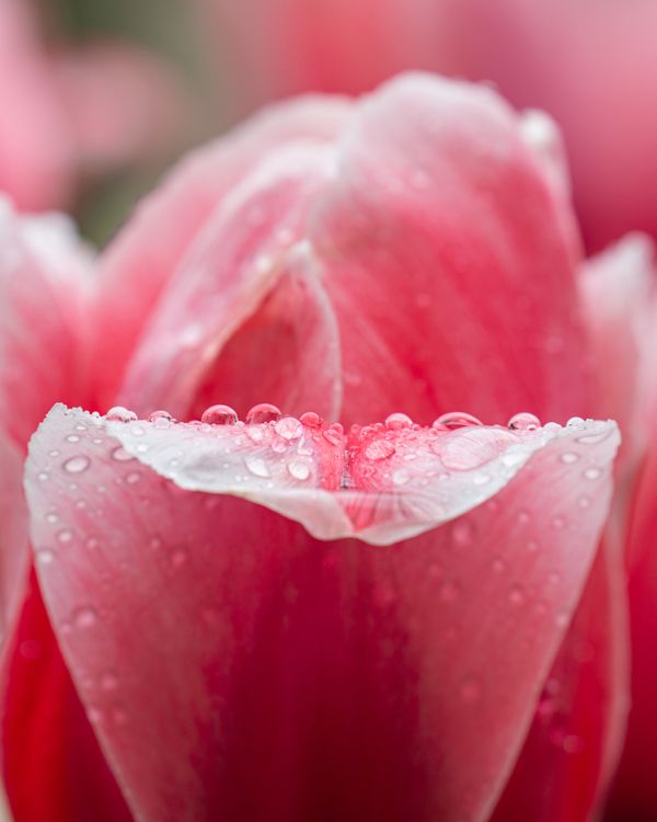 Rain-kissed Flower thumbnail