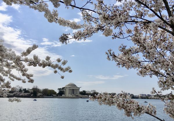 Jefferson Memorial with Cherry Blossoms thumbnail