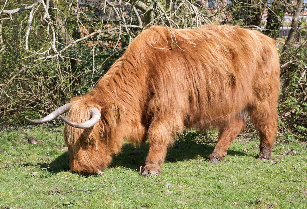 The introduction of cows changed the diet of ancient Britons