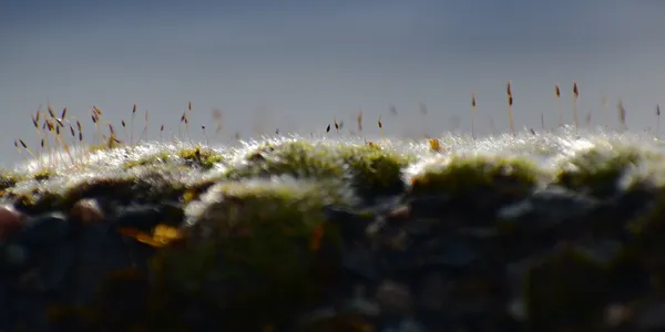 The tiny tendrils of moss on a wall thumbnail