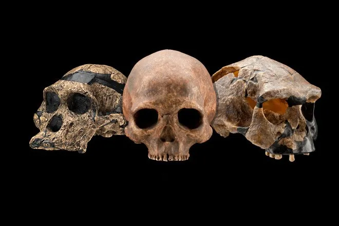 Some of the most exciting discoveries in human evolution happened in the last decade. (Human Origins Program, Smithsonian Institution)