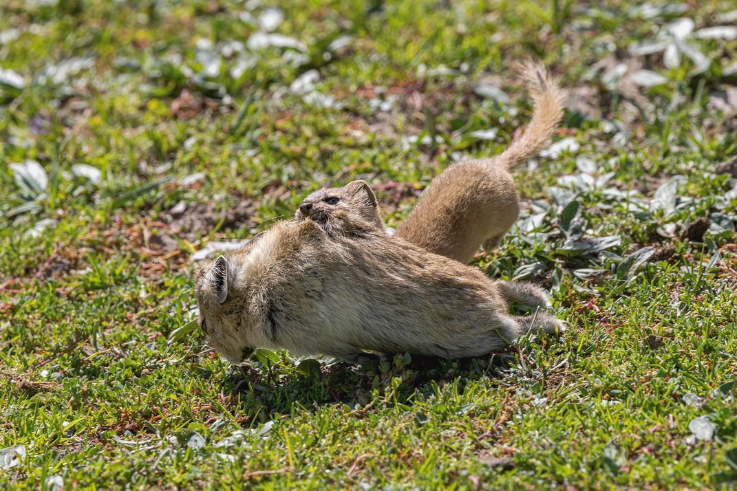 Stoat's Return from Hunting | Smithsonian Photo Contest | Smithsonian ...