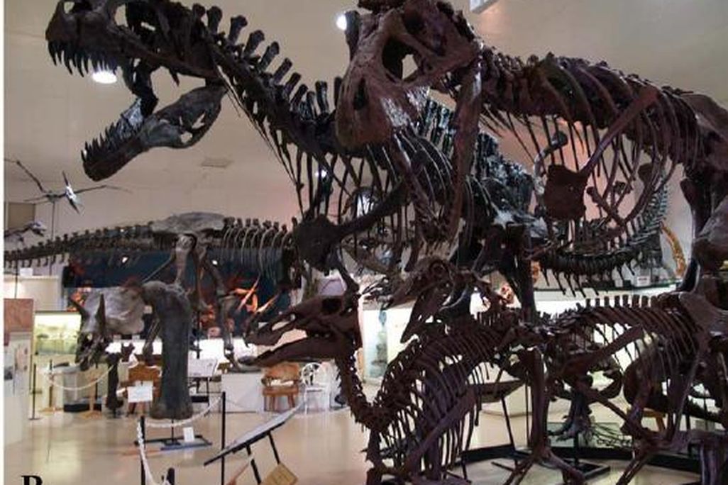 20110520083118dinosaur-skeletons-models.jpg
