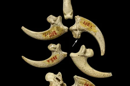 An image of white-tailed eagle talons from the Krapina Neandertal site in present-day Croatia, dating to approximately 130,000 years ago. Scientists theorize that they may be part of a necklace or bracelet. 