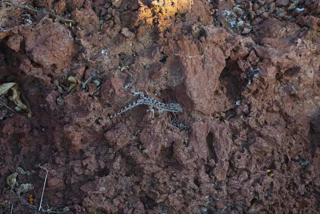 Rocky surface with small lizard