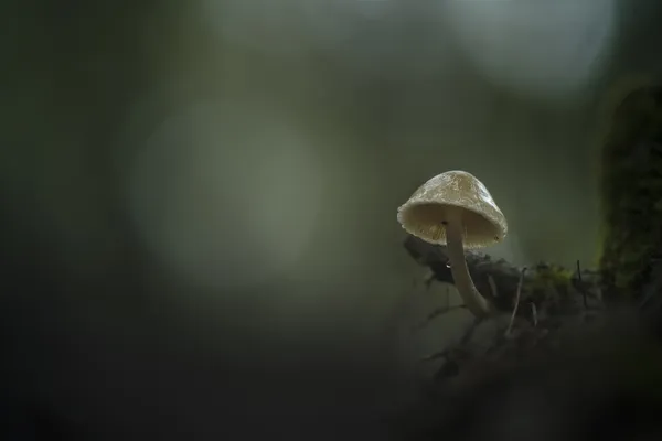 Small fungi thumbnail