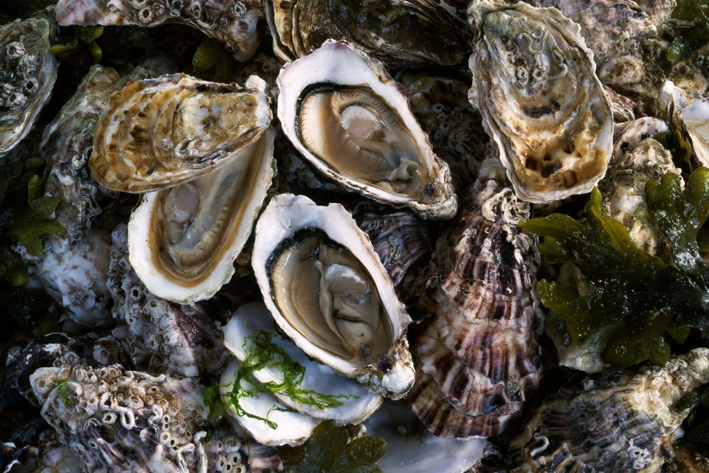oysters