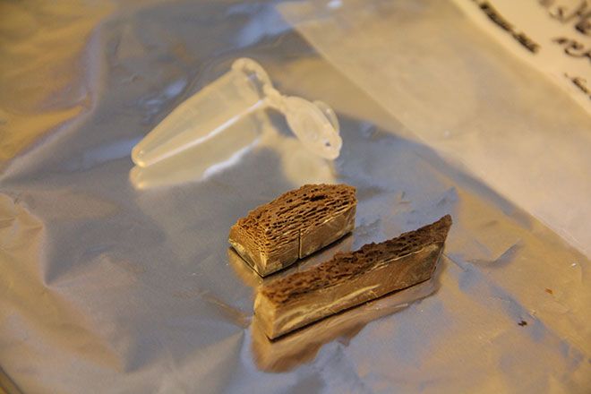 Part of the 700,000-year-old bone fragment used to sequence the DNA.
