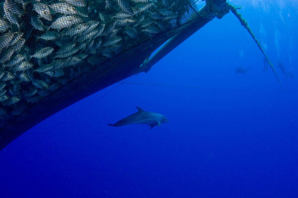 Dolphin Swims By a Fishing Net
