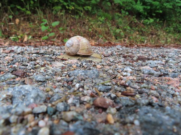 Snail hiking (slowly) in the Black Forest thumbnail