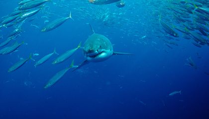 Fifty Years After ‘Jaws,’ We’ve Learned a Lot About Great Whites