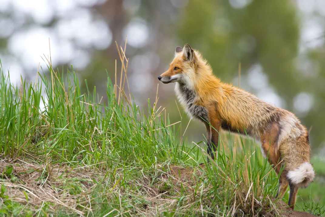 Curious red fox