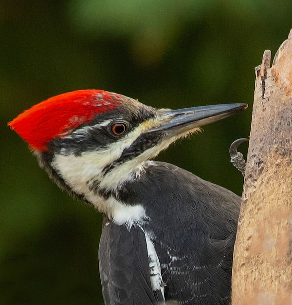 Pileated Woodpecker Close Up 1 thumbnail